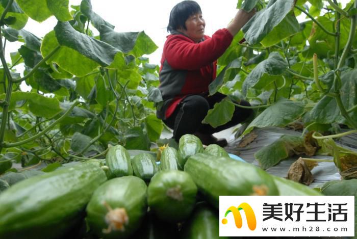 山东青岛冬日里的丰收绿洲(图1) 山东青岛冬日里的丰收绿洲(图1)