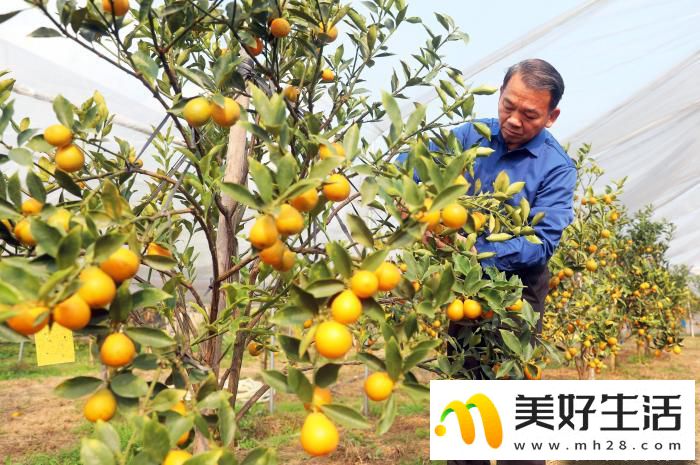 广西侗乡民众喜摘“致富果”(图1) 广西侗乡民众喜摘“致富果”(图1)