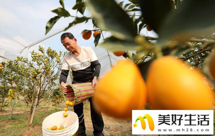 广西侗乡民众喜摘“致富果”(图2) 广西侗乡民众喜摘“致富果”(图2)