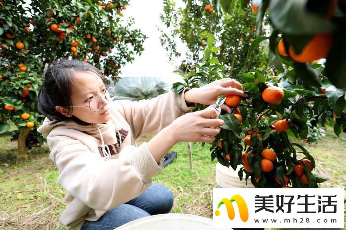 广西侗乡民众喜摘“致富果”(图5) 广西侗乡民众喜摘“致富果”(图5)