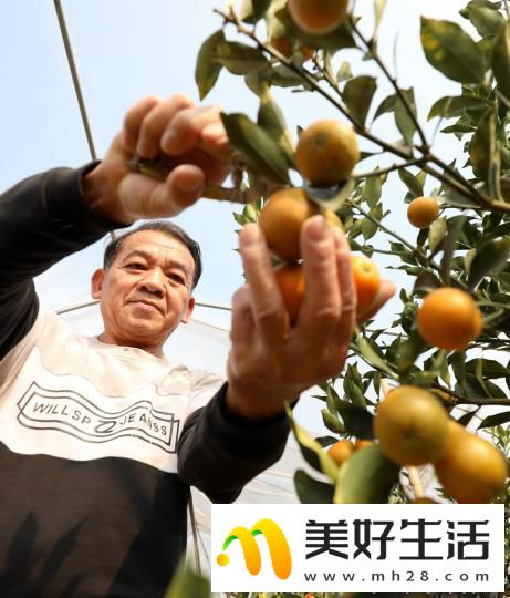 广西侗乡民众喜摘“致富果”(图7) 广西侗乡民众喜摘“致富果”(图7)