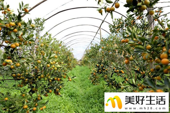广西侗乡民众喜摘“致富果”(图6) 广西侗乡民众喜摘“致富果”(图6)