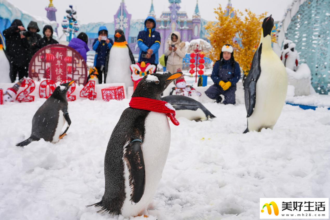 长沙初雪，企鹅们玩疯了(图1)