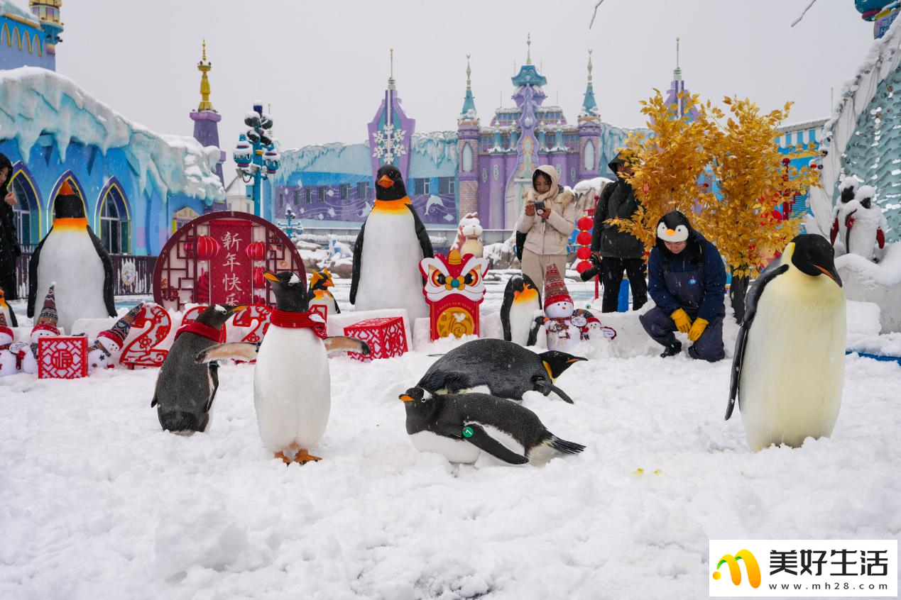 长沙初雪，企鹅们玩疯了(图3)