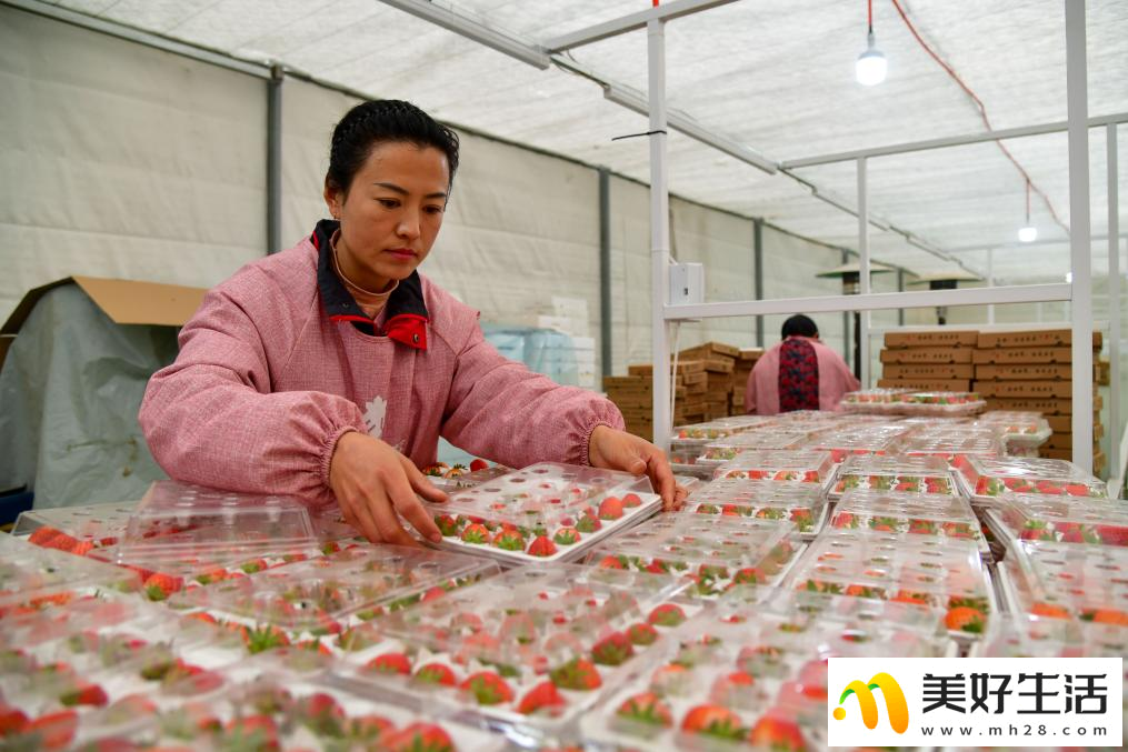 济南：大棚草莓拓宽农民增收路(图4)