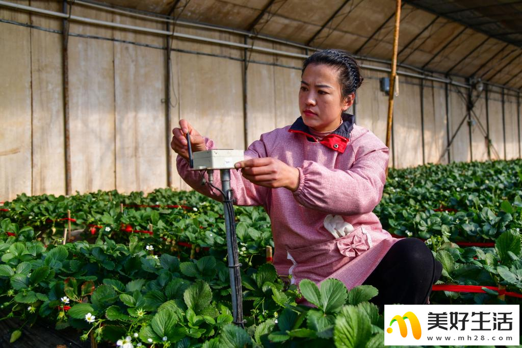济南：大棚草莓拓宽农民增收路(图5)