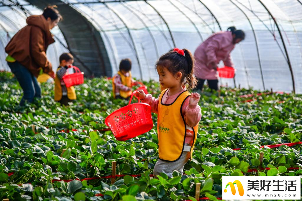 济南：大棚草莓拓宽农民增收路(图6)