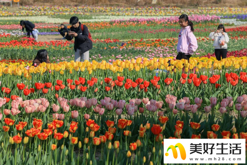 花儿朵朵迎客来(图1)