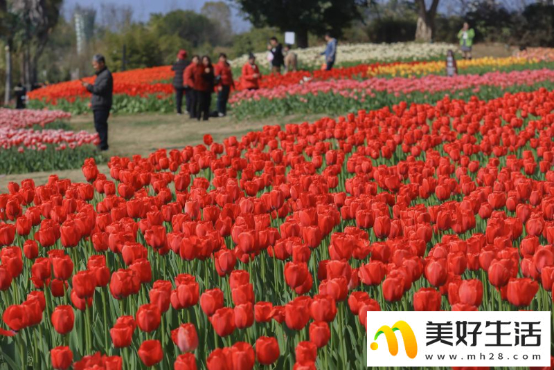 花儿朵朵迎客来(图2)