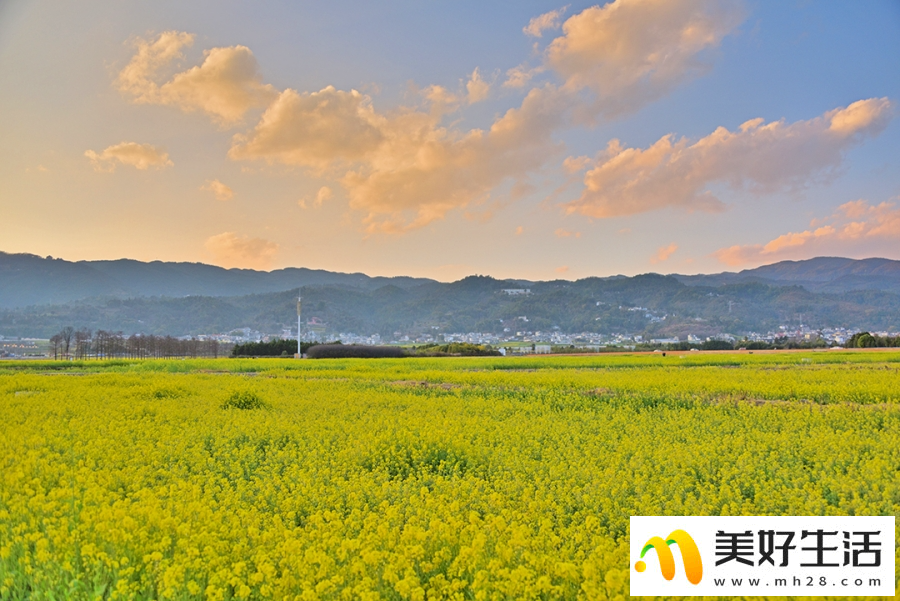 云南昌宁：春意浓浓 油菜花开(图1)
