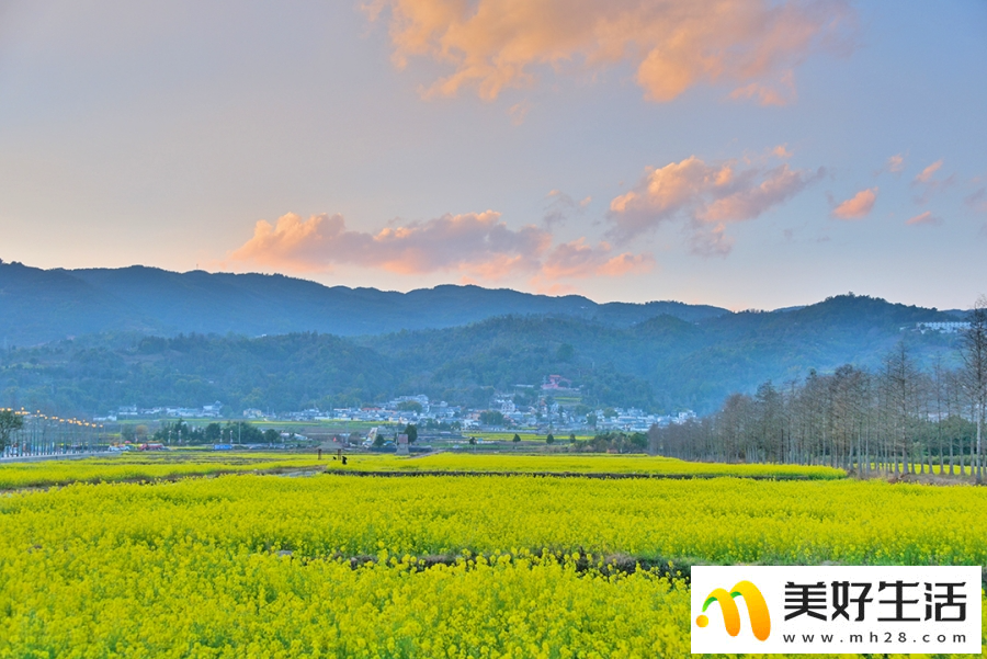 云南昌宁：春意浓浓 油菜花开(图2)