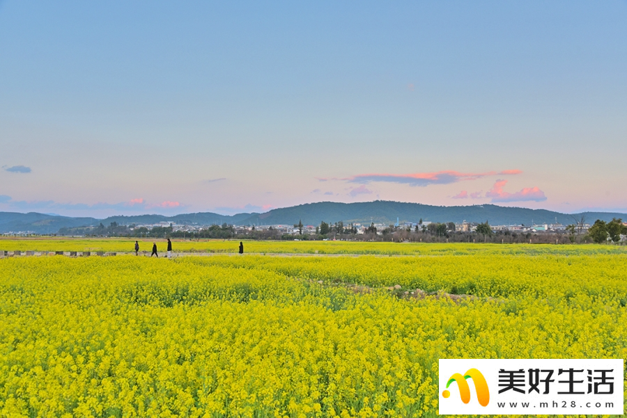 云南昌宁：春意浓浓 油菜花开(图3)