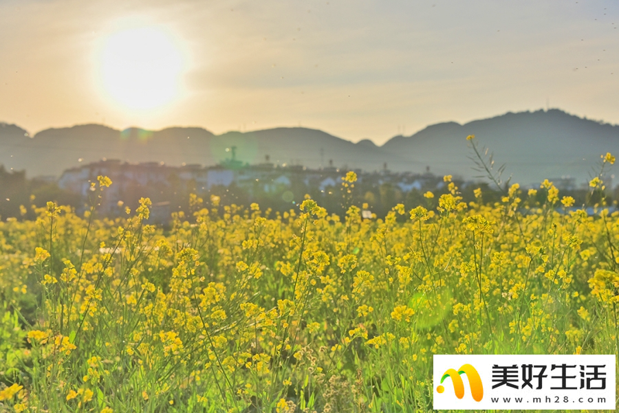云南昌宁：春意浓浓 油菜花开(图5)
