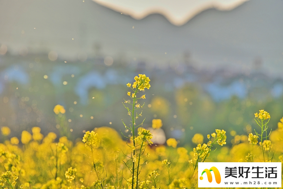 云南昌宁：春意浓浓 油菜花开(图6)