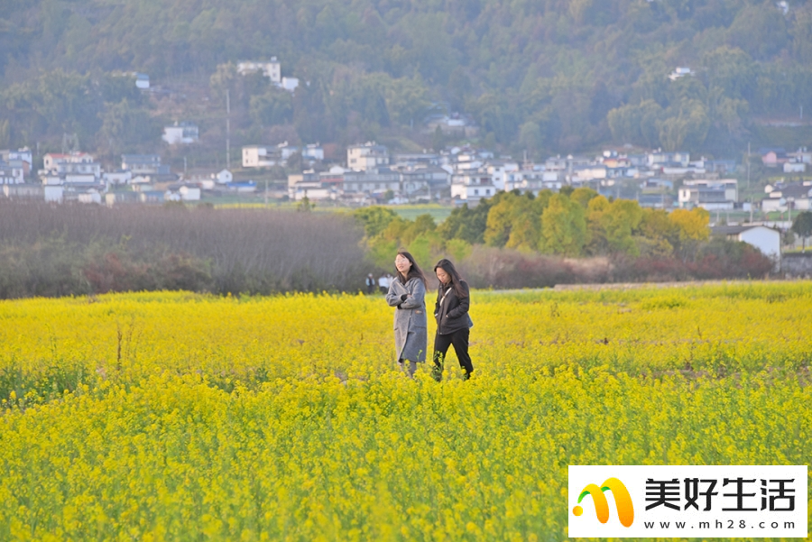 云南昌宁：春意浓浓 油菜花开(图7)
