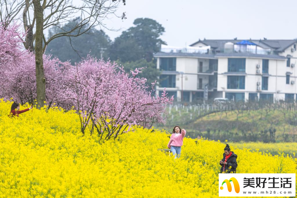 重庆暖风微拂 花开大地(图4)
