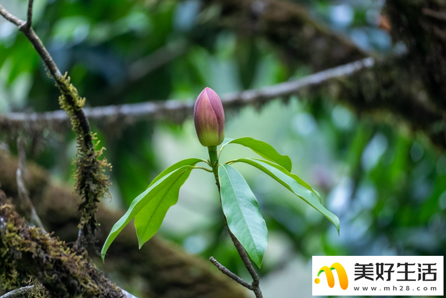 云南龙陵：易危物种红花木莲绽放山野(图4)