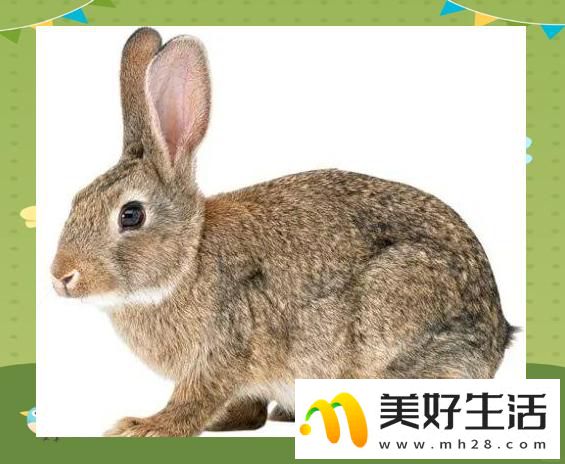 025年十二生肖年龄对照与文化内涵(图5) 2025年十二生肖年龄对照与文化内涵(图5)