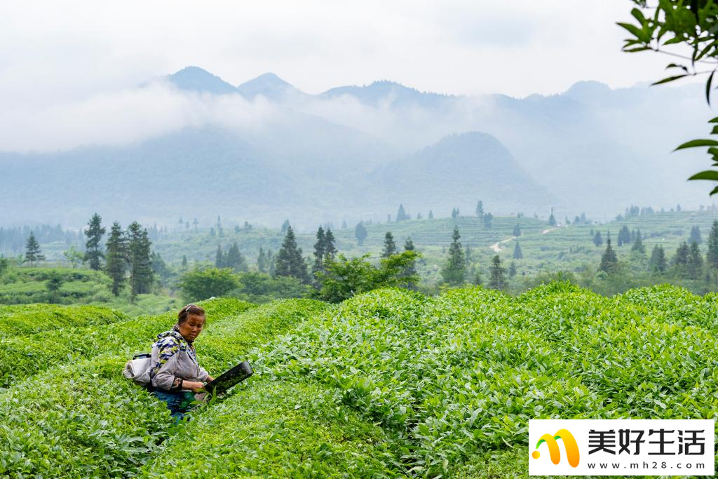 大山深处的“世界抹茶超级工厂”