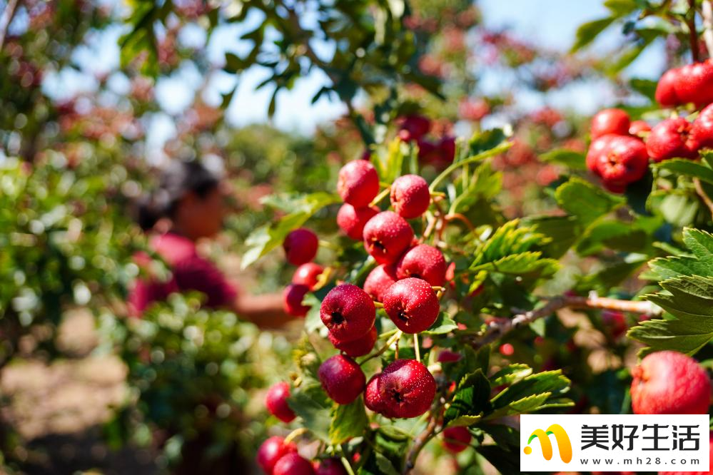 山楂成熟收获忙