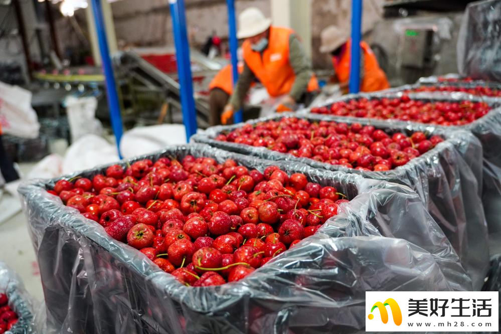 山楂成熟收获忙(图3) 山楂成熟收获忙(图3)