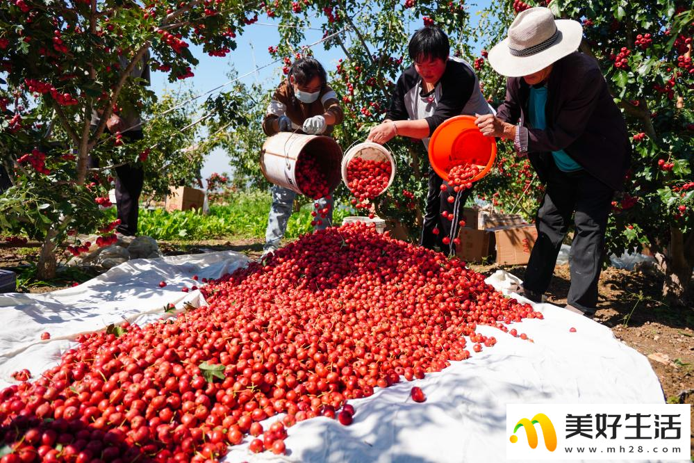 山楂成熟收获忙(图2) 山楂成熟收获忙(图2)