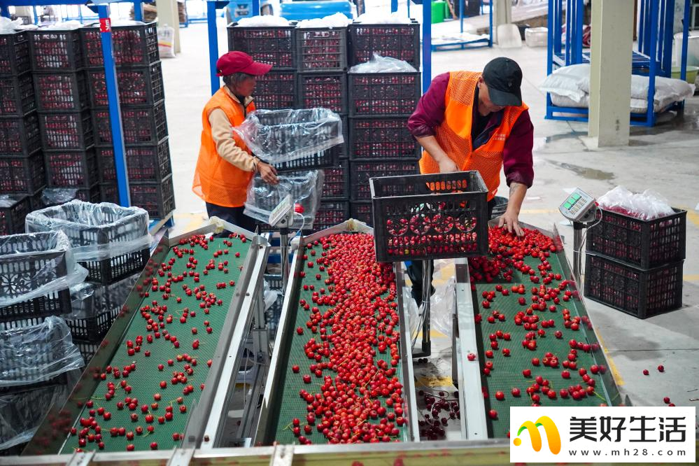 山楂成熟收获忙(图4) 山楂成熟收获忙(图4)