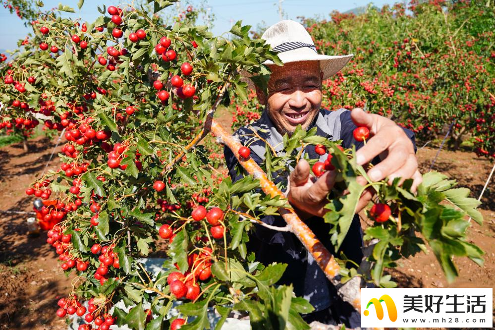山楂成熟收获忙(图6) 山楂成熟收获忙(图6)