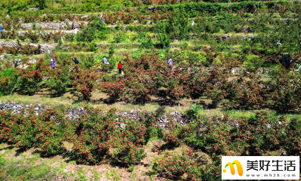 山楂成熟收获忙(图7) 山楂成熟收获忙(图7)