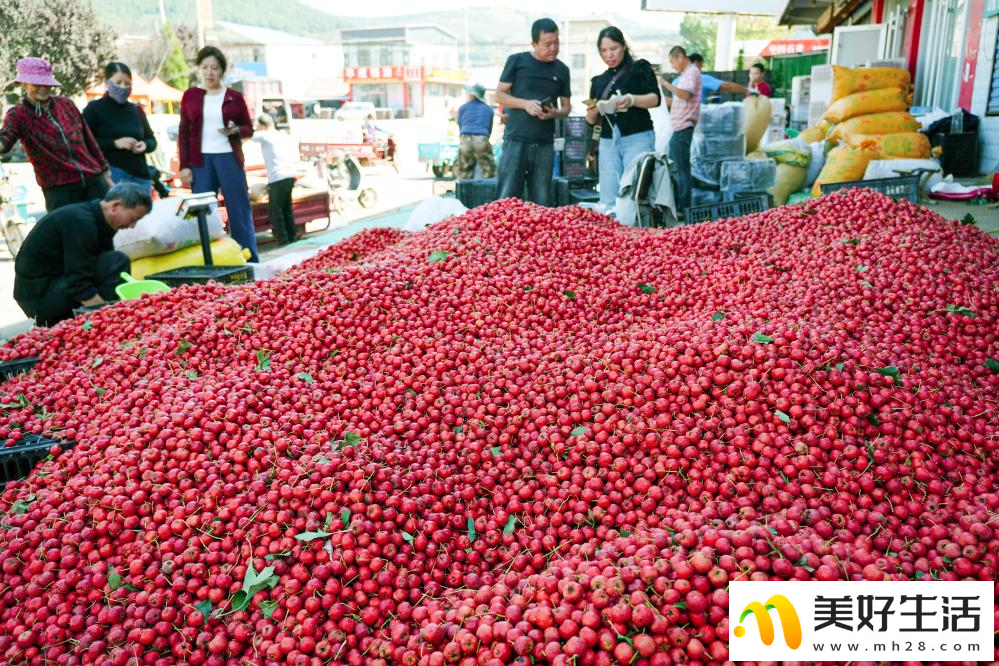 山楂成熟收获忙(图8) 山楂成熟收获忙(图8)