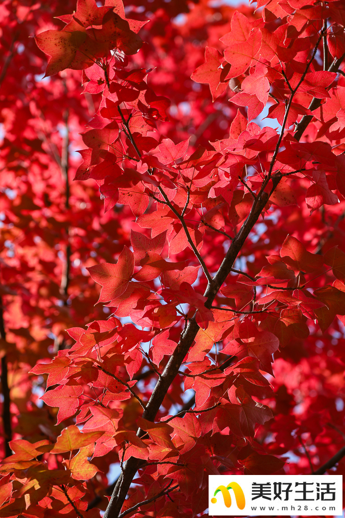 火红枫叶勾勒诗意公园(图1)