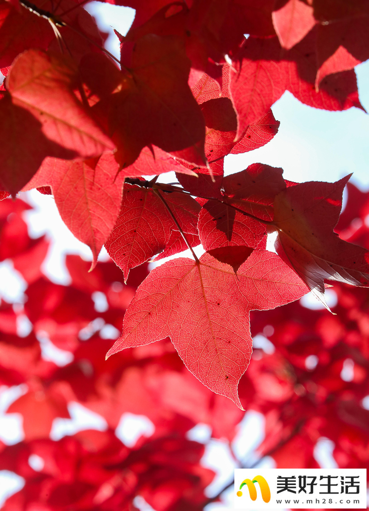 火红枫叶勾勒诗意公园(图2)