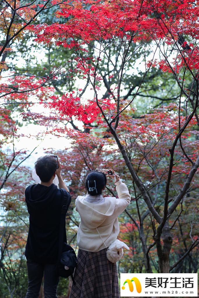 火红枫叶勾勒诗意公园(图4)