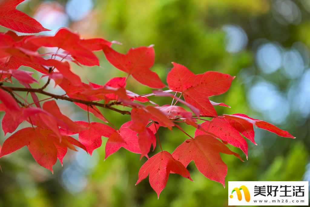 火红枫叶勾勒诗意公园(图5)
