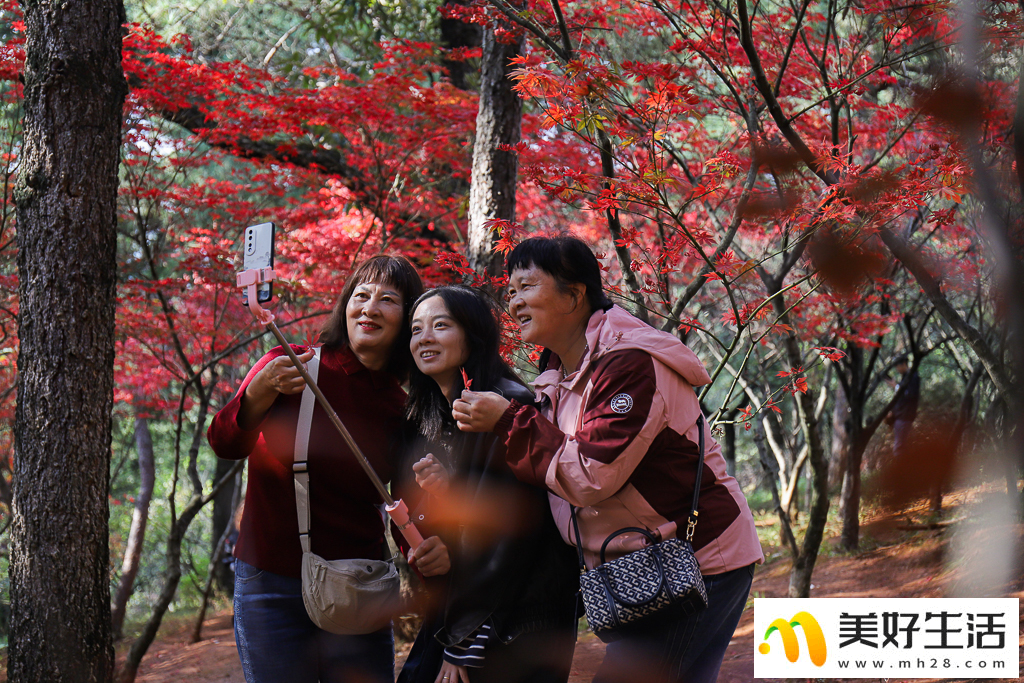 火红枫叶勾勒诗意公园(图6)