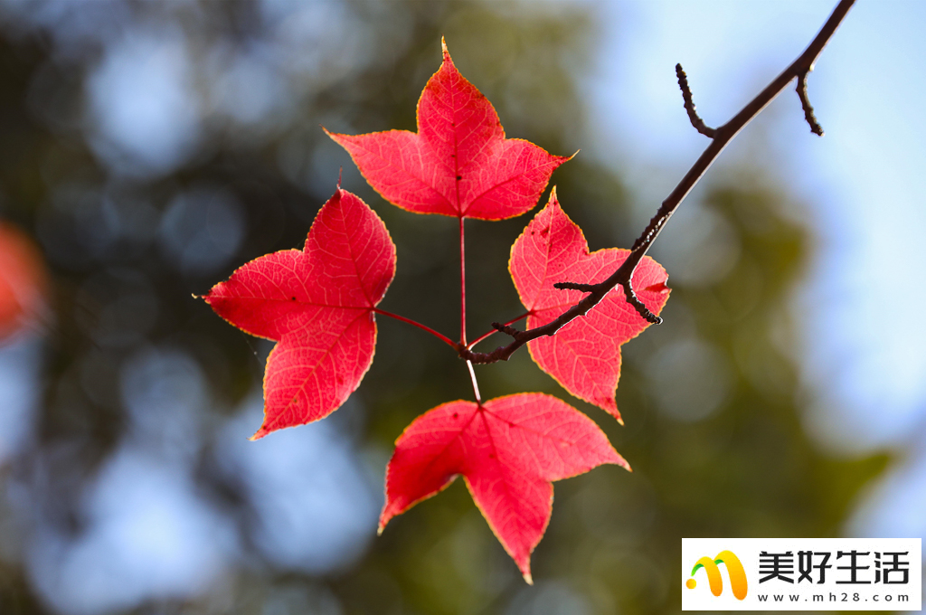 火红枫叶勾勒诗意公园(图7)