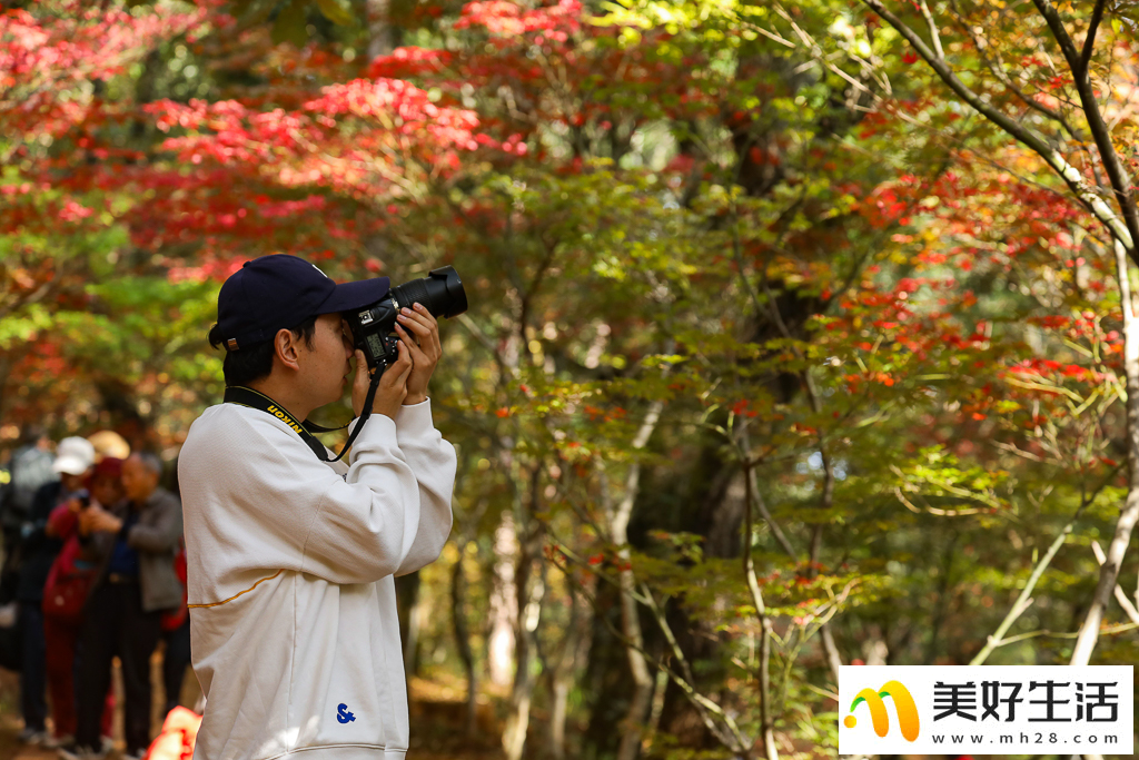 火红枫叶勾勒诗意公园(图8)