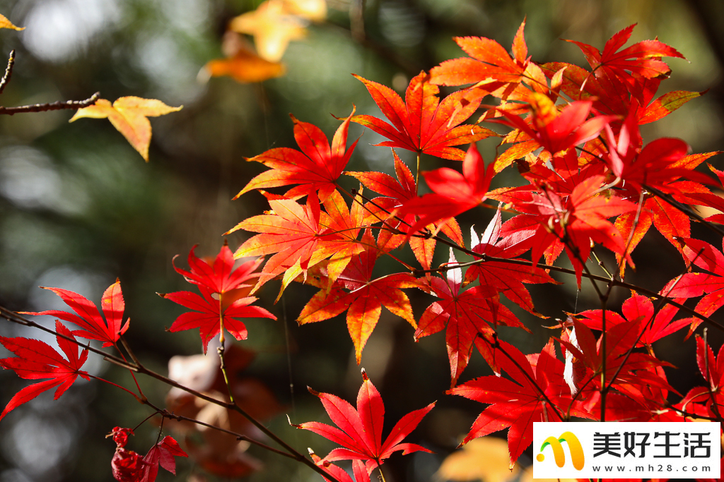 火红枫叶勾勒诗意公园(图9)
