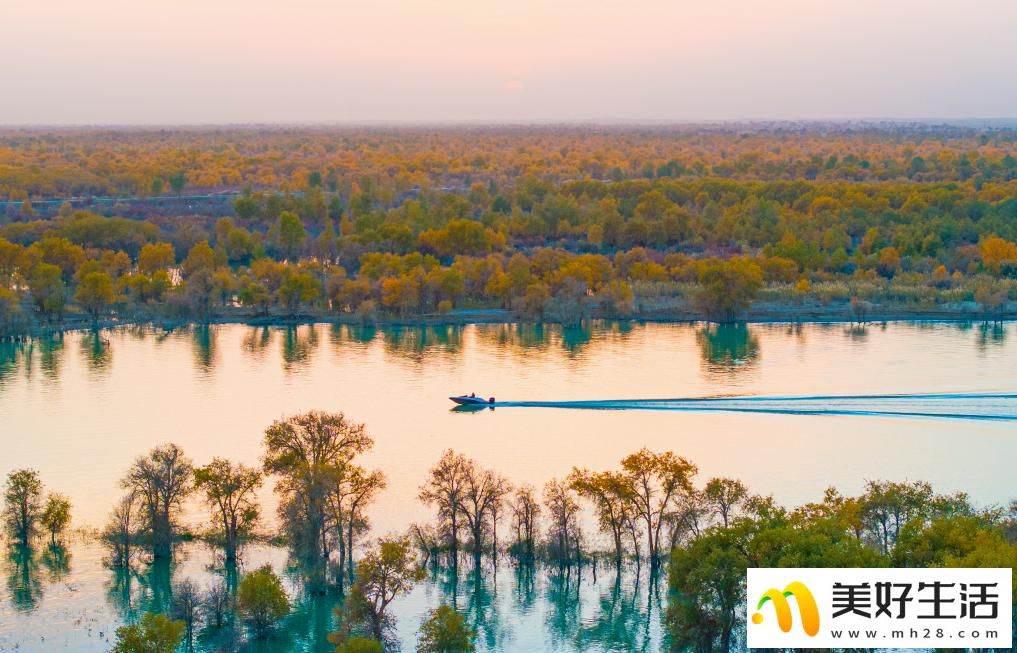 沙漠胡杨入画来(图1)