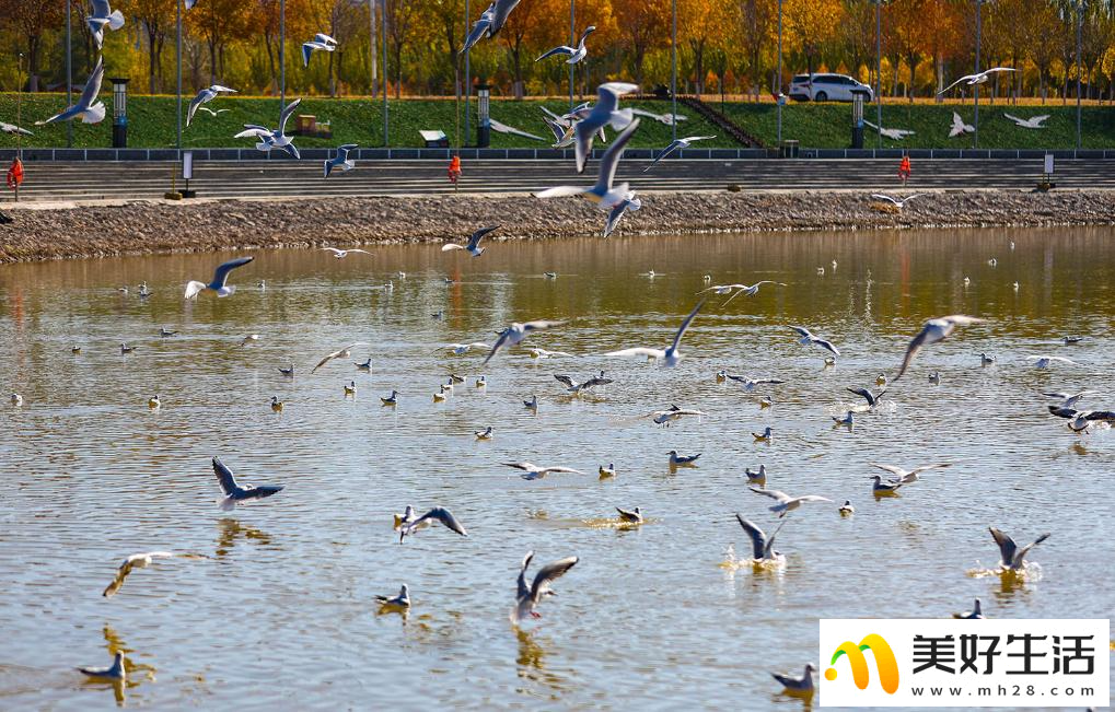 秋日乌海 人鸥同乐(图2)