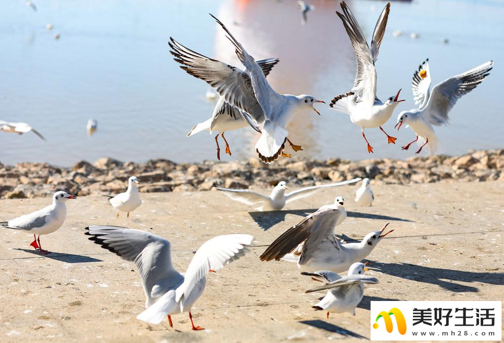 秋日乌海 人鸥同乐(图5)