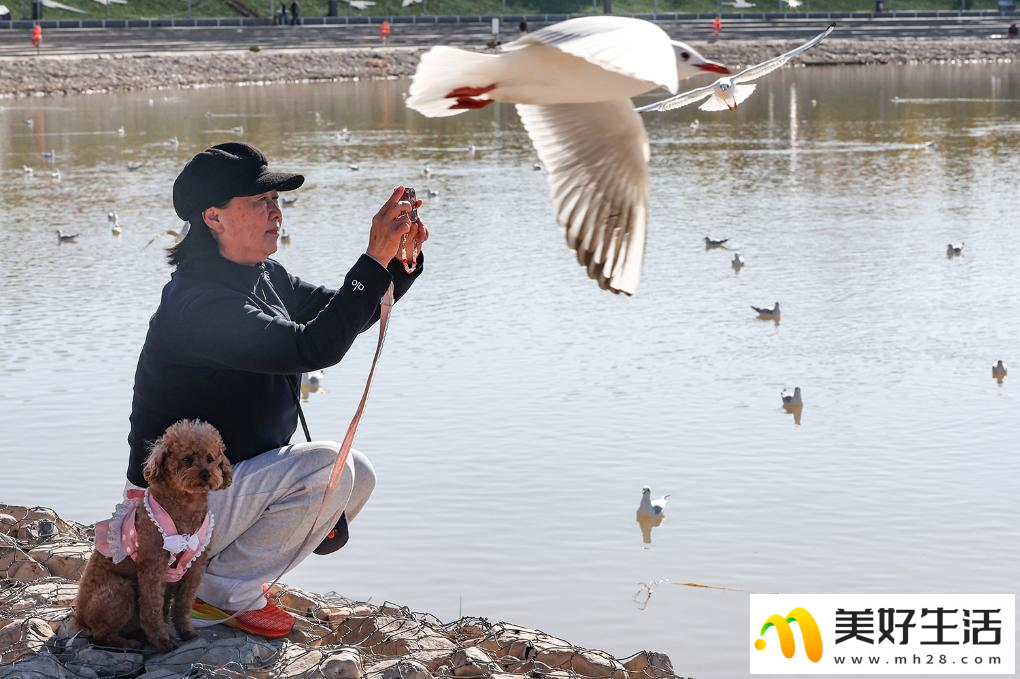 秋日乌海 人鸥同乐(图6)