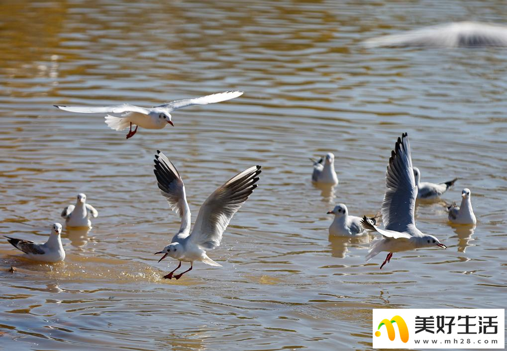 秋日乌海 人鸥同乐(图9)