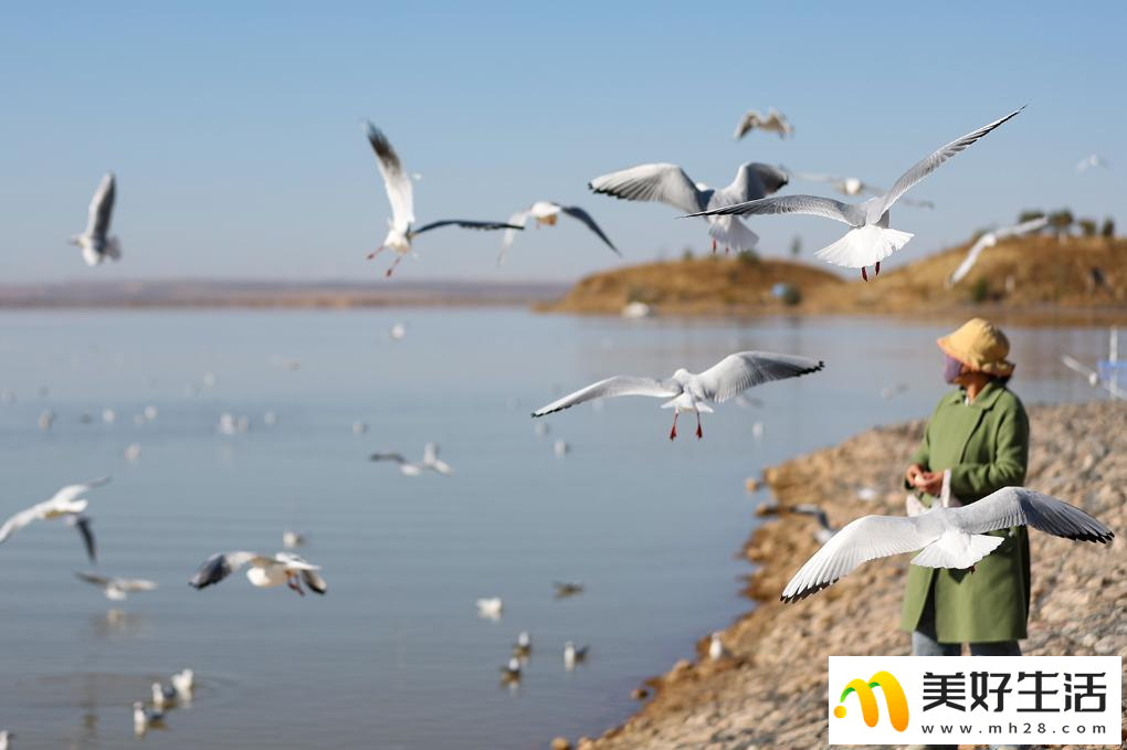 秋日乌海 人鸥同乐(图11)