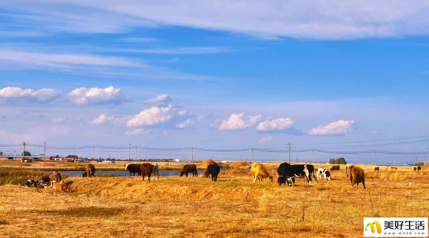 霜染草原 秋意漫天涯(图1)