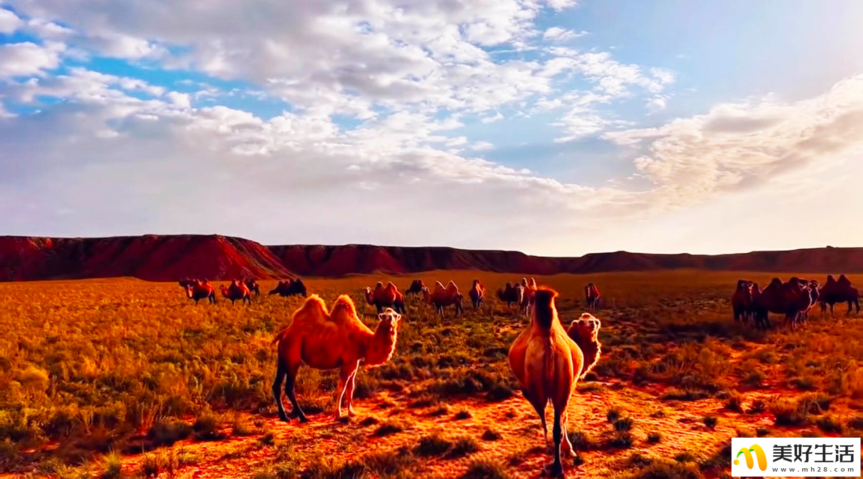 霜染草原 秋意漫天涯(图2)