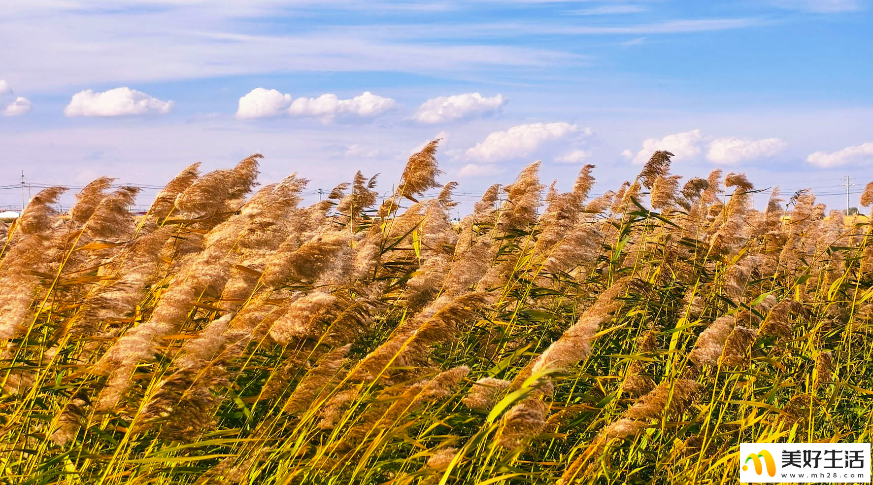 霜染草原 秋意漫天涯(图6)