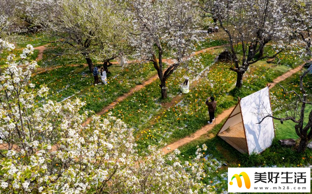 春城繁花引客来(图3)