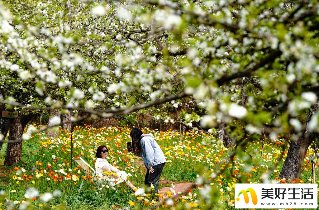 春城繁花引客来(图4)