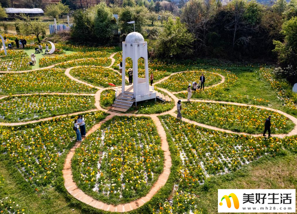 春城繁花引客来(图5)